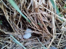 Гриб из Кировск