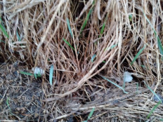 Гриб из Кировск