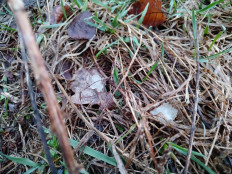 Гриб из Кировск