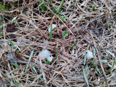 Гриб из Кировск