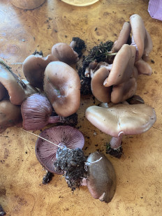 Гриб из Алушта Крым