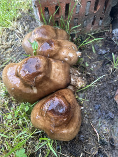 Гриб из Краснодар