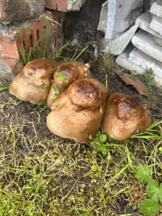 Гриб из Краснодар