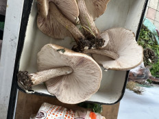 Гриб из Краснодар