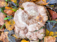 Гриб из Санкт-Петербург