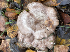 Гриб из Санкт-Петербург