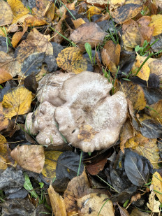 Гриб из Санкт-Петербург