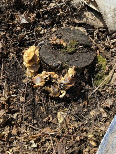 Гриб из Vladivostok