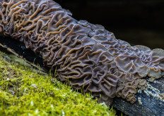 Гриб из Меленки