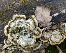 Гриб из Меленки