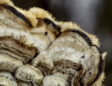 Гриб из Меленки