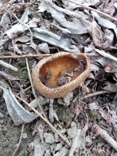 Гриб из Днестровск