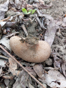 Гриб из Днестровск