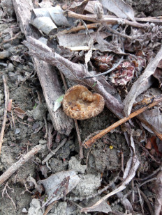 Гриб из Днестровск