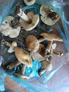 Гриб из Пгт. Ленино, восточный Крым (Керченский полуостров)