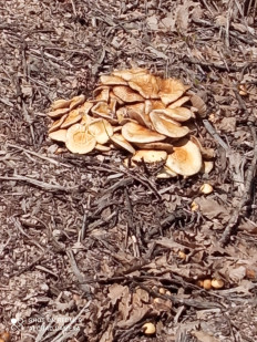 Гриб из Апшеронск