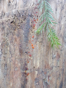 Гриб из Иркутск