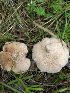 Гриб из Элиста