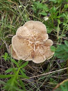 Гриб из Элиста