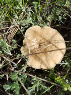 Гриб из Элиста