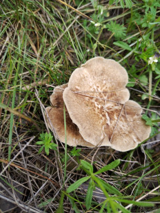 Гриб из Элиста