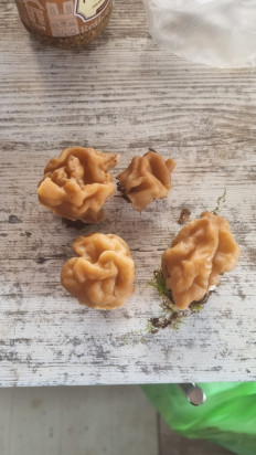 Гриб из Обнинск