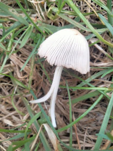 Гриб из Киев