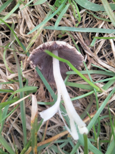 Гриб из Киев