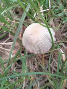 Гриб из Киев