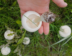 Гриб из Пермь