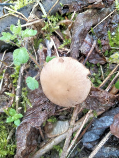 Гриб из Киев