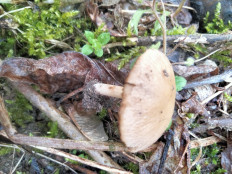 Гриб из Киев