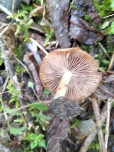 Гриб из Киев