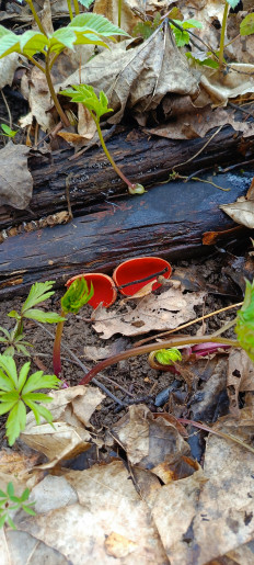 Гриб из Домодедово