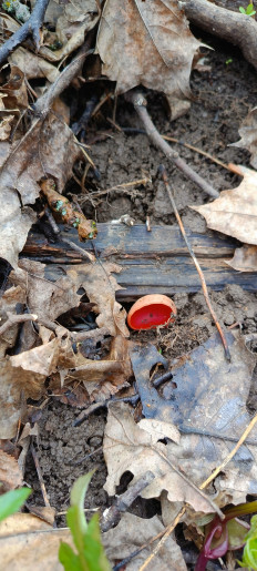 Гриб из Домодедово