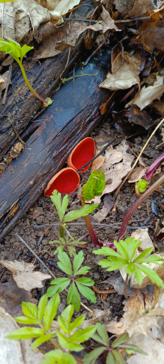 Гриб из Домодедово