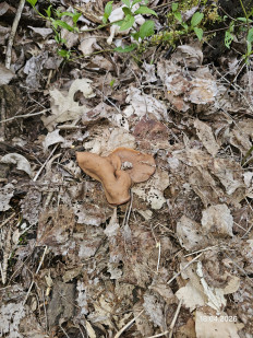 Гриб из Ставрополь