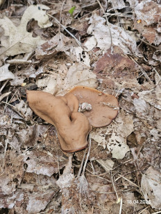 Гриб из Ставрополь