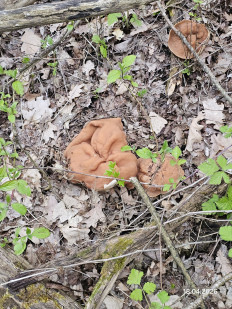 Гриб из Ставрополь