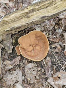 Гриб из Ставрополь