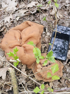 Гриб из Ставрополь