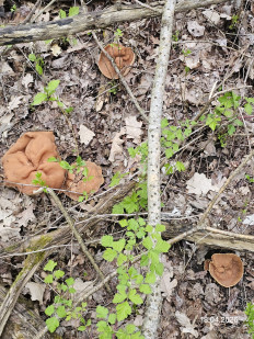 Гриб из Ставрополь