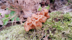 Гриб из Полоцк