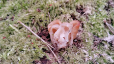 Гриб из Полоцк