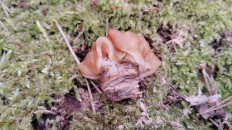 Гриб из Полоцк