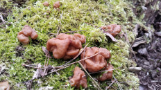 Гриб из Полоцк