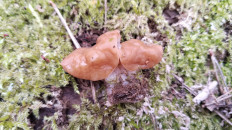 Гриб из Полоцк