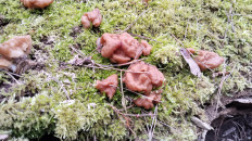 Гриб из Полоцк