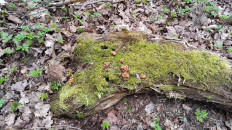 Гриб из Полоцк