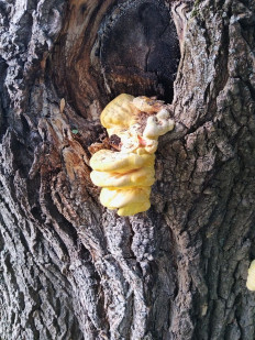 Гриб из Москва